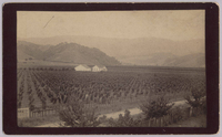 A view of a ranch in Cupertino in 1889. Picture taken from the home of Captain Marithew, whose home was located on McClellan Road. McClellan Road can be seen in the foreground.