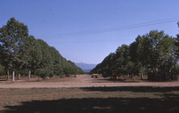 A 1964 view of the future site of De Anza College, when it was still in use as an orchard by the Euphrat family. 