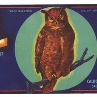 Some of the Griffin fruits were packed and shipped under the Owl Fruit Brand, shown on this label from the 1920s.