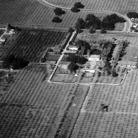 An aerial view of Le Petite Trianon and the surrounding land. The road that is crossing the upper portion of the image is Steven Creek Road (later Blvd.) To the right of Le Petite Trianon is the winery building, which still stands on the campus today. The two buildings to the left and slightly down from Le Petite Trianon are adobe structures, originally built to house servants and ranch workers. A reproduction of one of these adobe structures, in it's original location, is currently used for offices and classrooms. The peaked roof building located between the adobes and Stevens Creek is the barn. This barn stood on the De Anza campus until the late 1980s, when it was removed to make room for the four story parking garage. The exact date of this photo is unknown. It was likely taken in the early to mid 1950s.