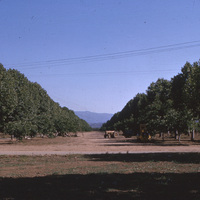 A 1964 view of the future site of De Anza College, when it was still in use as an orchard by the Euphrat family. 