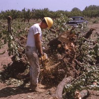 A worker uses a chain saw to cut tree branches as the land is cleared, making way for construction of the college.